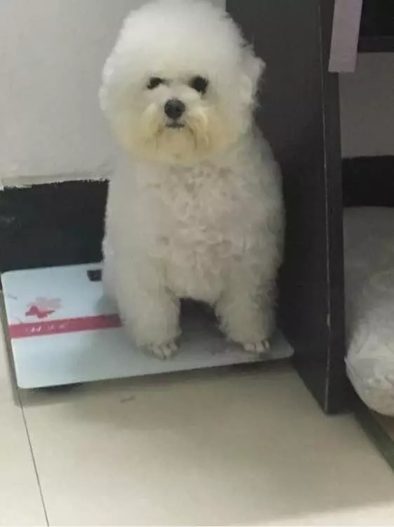 兩個月比熊因太醜在寵物店無人問津,被我買回家後老闆後悔虧大了