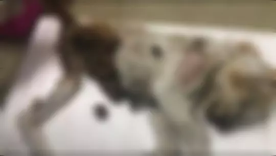 泰國正妹DJ偽裝愛貓人士 殘忍殺貓分屍賣器官