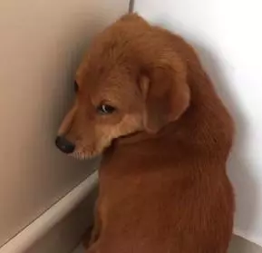 汪汪犯錯後被懲罰面壁思過,狗狗悄悄回頭表情太萌,主人:別看了,我還在生氣!