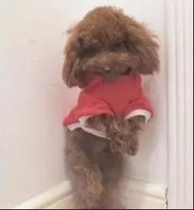 汪汪犯錯後被懲罰面壁思過,狗狗悄悄回頭表情太萌,主人:別看了,我還在生氣!
