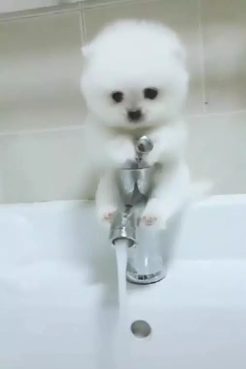 拔巴人家怕洗澡啦!小白汪嚇到夾住水龍頭,雙手抱拳求饒,水汪汪大眼睛萌翻了!