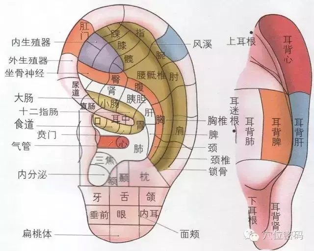 揉耳朵,最簡單的養生法!名副其實的「養生丹」