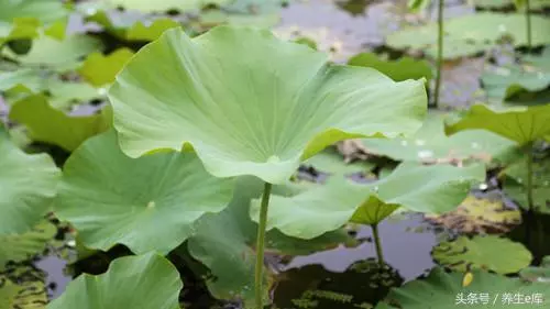 血脂高,臉先知,多食「3物」,多喝3水,少做3事,可防血栓!