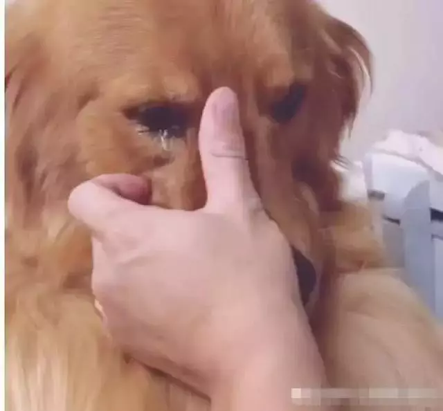 金金被同伴欺負,看到主人後就開始流淚哭泣,主人知道原因心疼有想笑!