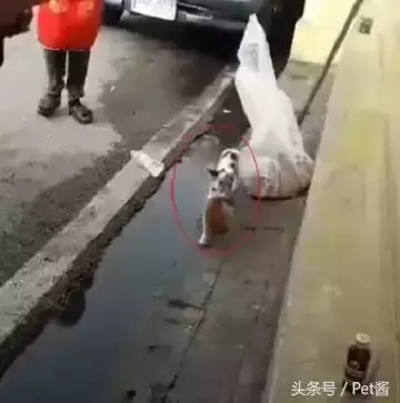流浪貓媽盯上有錢人,叼起小奶貓就往車裡鑽,貓媽:魚乾不用愁了