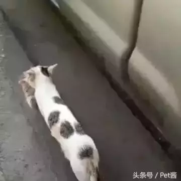 流浪貓媽盯上有錢人,叼起小奶貓就往車裡鑽,貓媽:魚乾不用愁了