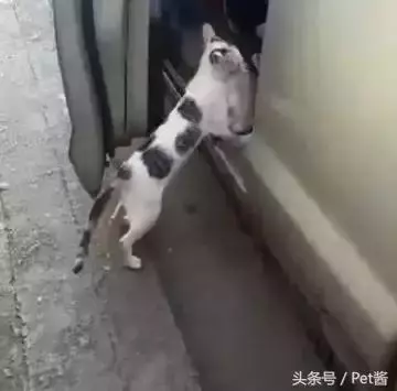 流浪貓媽盯上有錢人,叼起小奶貓就往車裡鑽,貓媽:魚乾不用愁了