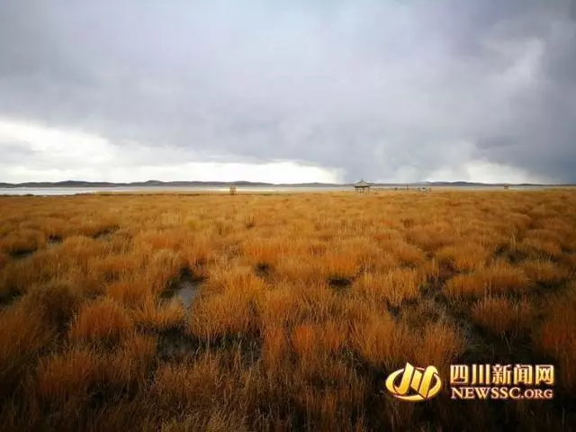 大美若爾蓋:九曲黃河第一灣看落日 花湖看黑頸鶴