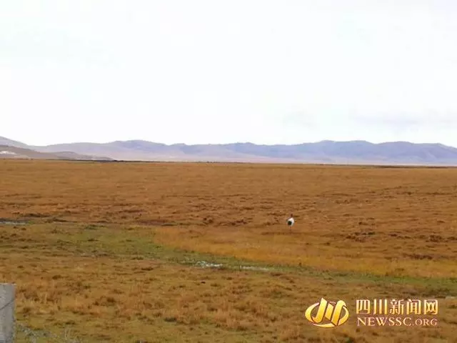 大美若爾蓋:九曲黃河第一灣看落日 花湖看黑頸鶴