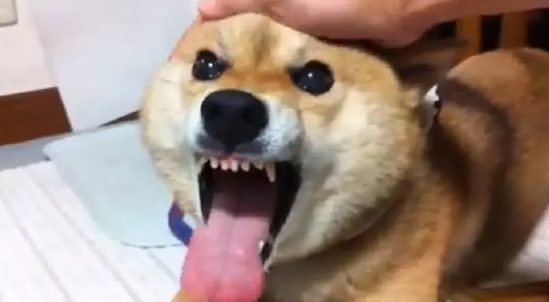 【影】《猛毒》好惡不敢看!「凶萌柴犬版」上映網喊:唉唷我好怕啊~