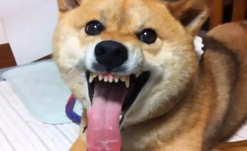 【影】《猛毒》好惡不敢看!「凶萌柴犬版」上映網喊:唉唷我好怕啊~