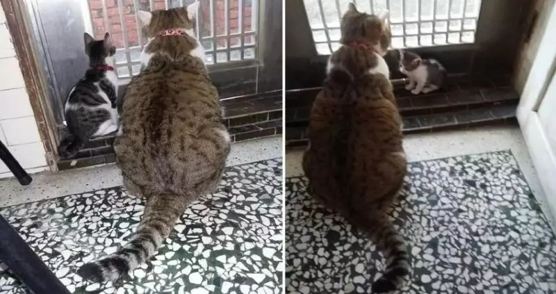 【影】《猛毒》好惡不敢看!「凶萌柴犬版」上映網喊:唉唷我好怕啊~