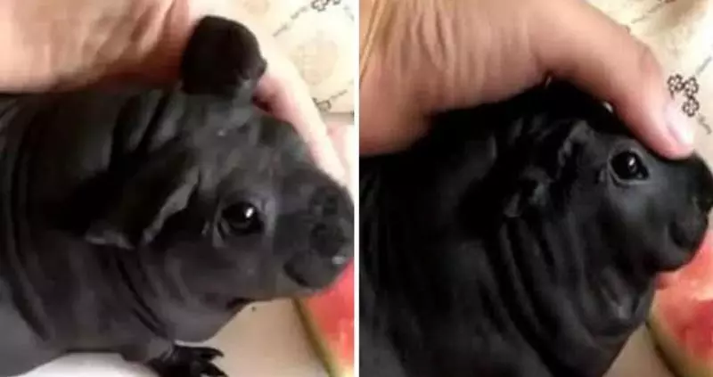 【影】《猛毒》好惡不敢看!「凶萌柴犬版」上映網喊:唉唷我好怕啊~
