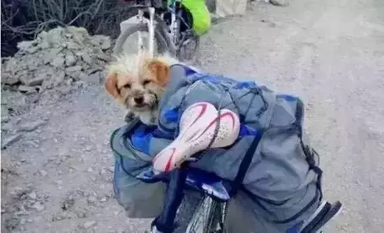 當年那隻跑完川藏線的小狗,如今也一直走在路上