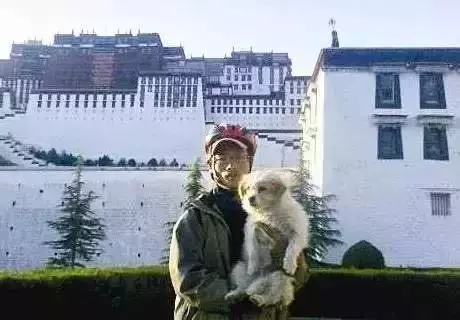 當年那隻跑完川藏線的小狗,如今也一直走在路上