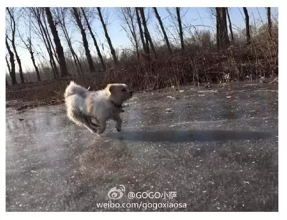 當年那隻跑完川藏線的小狗,如今也一直走在路上