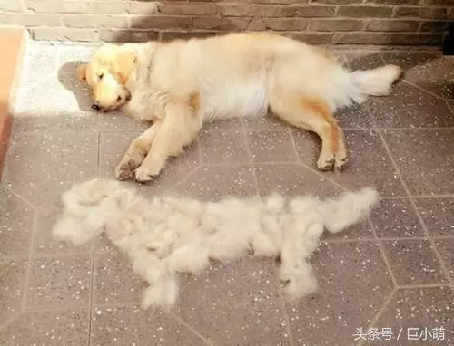 為什麼洗一隻狗狗要那麼貴,寵物店員工:你親自洗一隻阿拉就知道