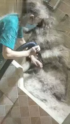 為什麼洗一隻狗狗要那麼貴,寵物店員工:你親自洗一隻阿拉就知道