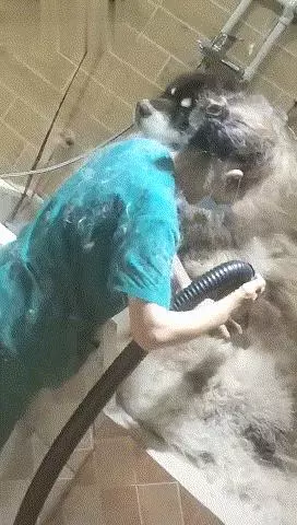 為什麼洗一隻狗狗要那麼貴,寵物店員工:你親自洗一隻阿拉就知道