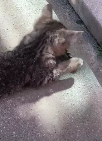 幼貓找到了新玩具,卻讓網友看到瑟瑟發抖,蟲子:你都玩我一天了