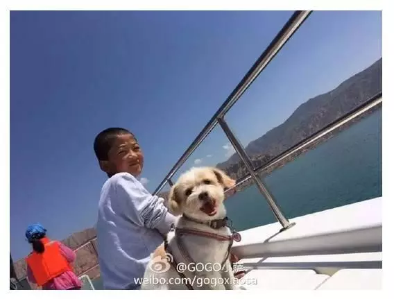 當年那隻跑完川藏線的小狗,如今也一直走在路上