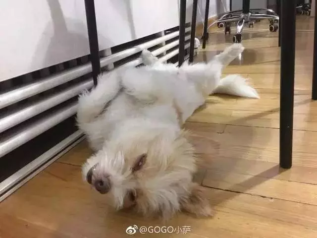 當年那隻跑完川藏線的小狗,如今也一直走在路上
