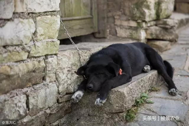 農村老人說:好狗絕對不會死家中