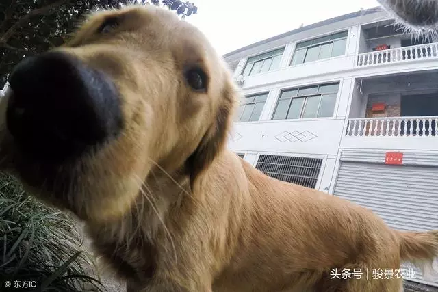 農村老人說:好狗絕對不會死家中