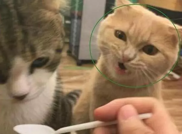 貓糧被霸占,橘貓氣得找主人哭訴,主人一看笑得直拍大腿