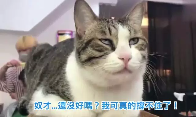 美女去髮廊做頭髮,帶上了自家肥貓,幾個小時後肥貓的表情爆笑了!