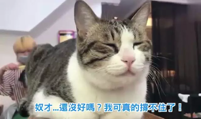 美女去髮廊做頭髮,帶上了自家肥貓,幾個小時後肥貓的表情爆笑了!