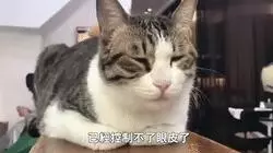 美女去髮廊做頭髮,帶上了自家肥貓,幾個小時後肥貓的表情爆笑了!