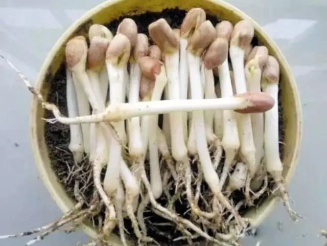 花生是長壽果,但也是催命符!這4種人越吃越傷身!