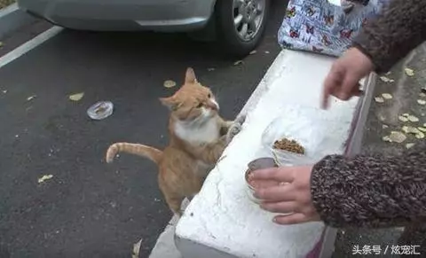 浪喵只拿「裝袋的糧食」太奇怪 跟蹤發現它「寧可餓肚子」網看哭:媽媽太偉大...