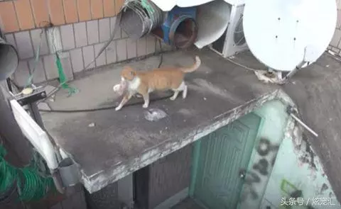 浪喵只拿「裝袋的糧食」太奇怪 跟蹤發現它「寧可餓肚子」網看哭:媽媽太偉大...
