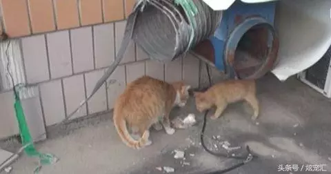 浪喵只拿「裝袋的糧食」太奇怪 跟蹤發現它「寧可餓肚子」網看哭:媽媽太偉大...