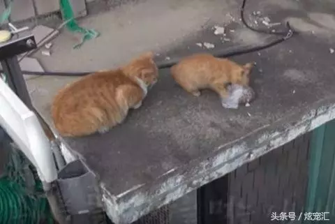 浪喵只拿「裝袋的糧食」太奇怪 跟蹤發現它「寧可餓肚子」網看哭:媽媽太偉大...