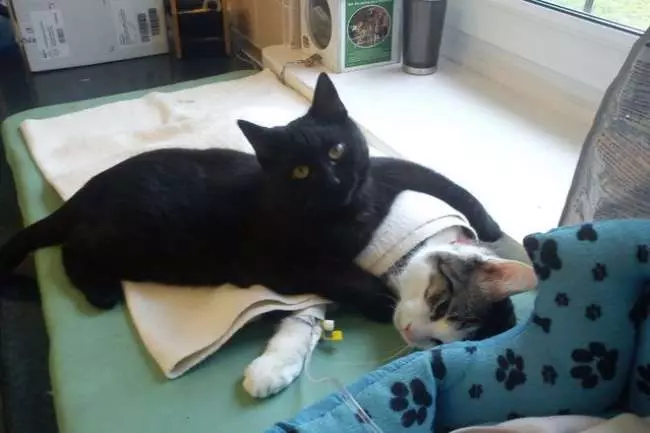 你救了動物,它們都懂! 13張證明「動物會感恩」的超暖心道謝照片