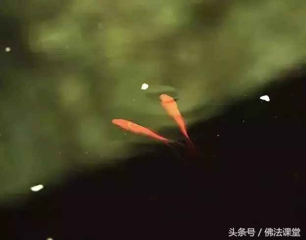 懂得了因與果,就掌握了命運!