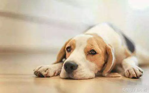狗狗患上狂犬病的4大特徵,如果狗狗有這些問題,那可能是中招了