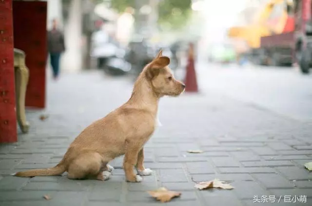 狗狗患上狂犬病的4大特徵,如果狗狗有這些問題,那可能是中招了