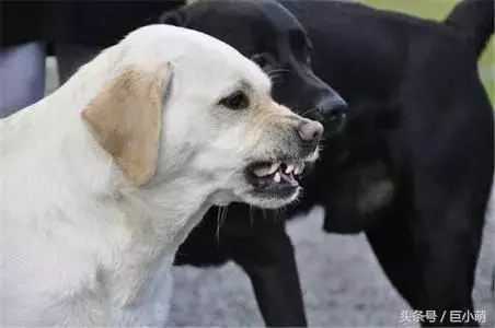 狗狗患上狂犬病的4大特徵,如果狗狗有這些問題,那可能是中招了