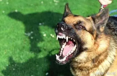 狗狗患上狂犬病的4大特徵,如果狗狗有這些問題,那可能是中招了