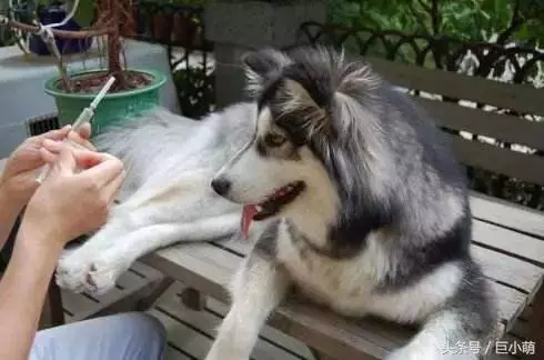 狗狗患上狂犬病的4大特徵,如果狗狗有這些問題,那可能是中招了
