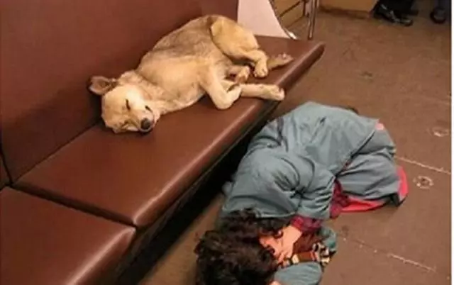 晚出晚歸穿梭在地鐵里的流浪狗:你們為了生存努力的樣子讓人心疼