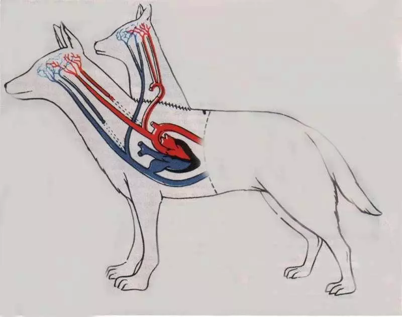 斬半身縫合出共生「雙頭犬」 瘋狂科學家的實驗留下特別意義