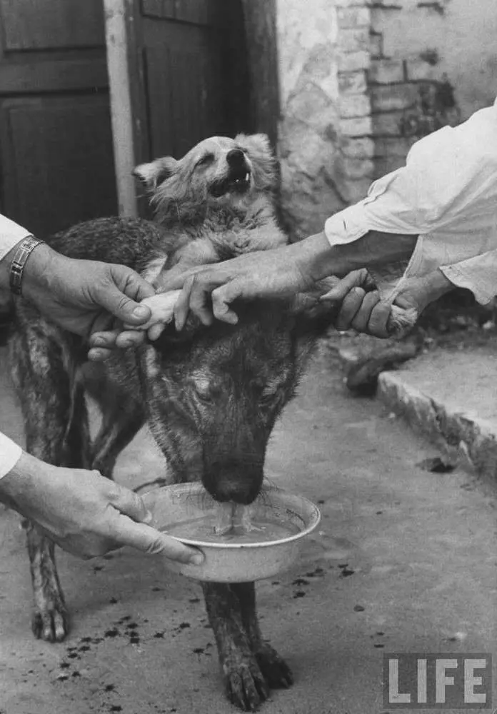斬半身縫合出共生「雙頭犬」 瘋狂科學家的實驗留下特別意義