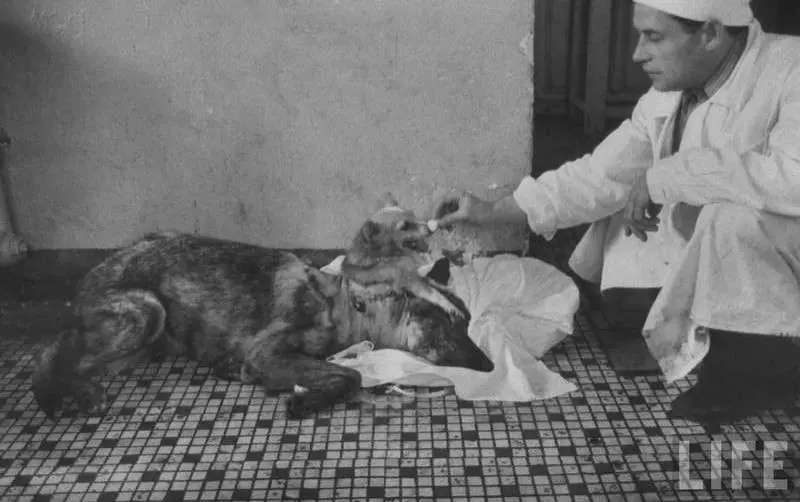 斬半身縫合出共生「雙頭犬」 瘋狂科學家的實驗留下特別意義