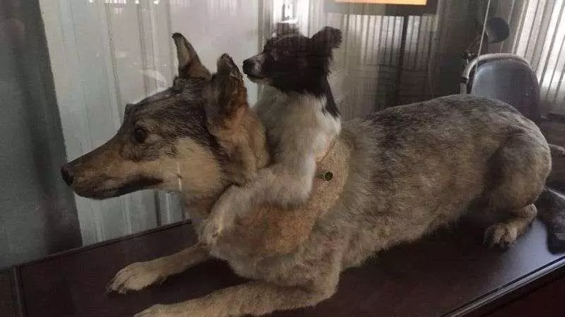 斬半身縫合出共生「雙頭犬」 瘋狂科學家的實驗留下特別意義