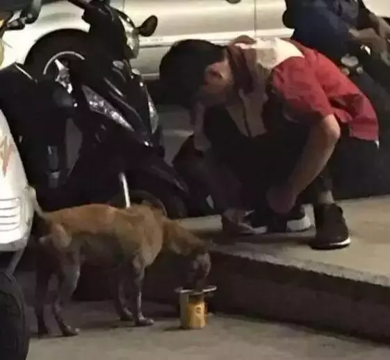 深夜救下的臨危流浪狗竟是自己丟失半年愛寵,女子泣不成聲……